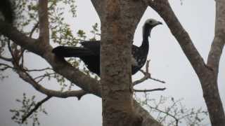 preview picture of video '23.9.13 Pénélope à gorge bleue (Pipile cumanensis grayi, Blue-throated Piping-guan)'