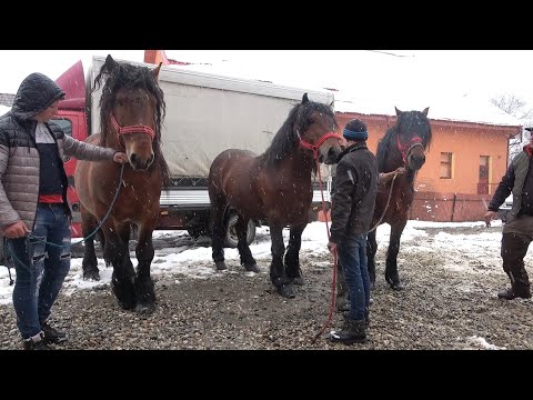 Calatorie prin Romania cu Pancica - 2021