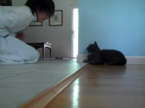 Ulquiorra Meets Cat