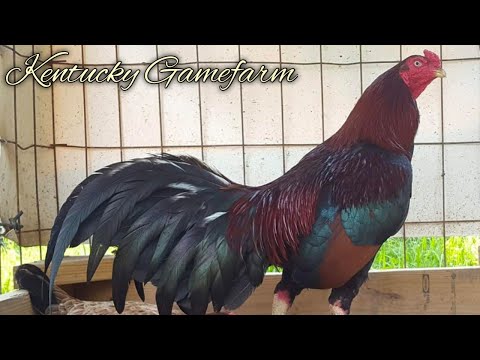 Cobra Asil Albany - KENTUCKY FARM