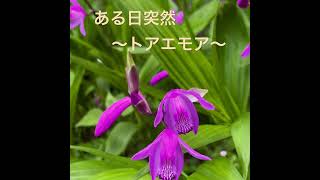ある日突然#トアエモア #弾き語り #cover #アレンジカバー #昭和歌謡カバー #ギター弾 #歌ってみた き語り#男女ユニット