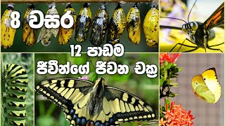 Grade 8 Science Unit 12  | Life Cycles | ජීවීන්ගේ ජිවන චක්‍ර