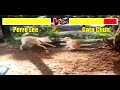Perro Vs Gato Viral Dog Vs Cat Version Street Fighter 2019
