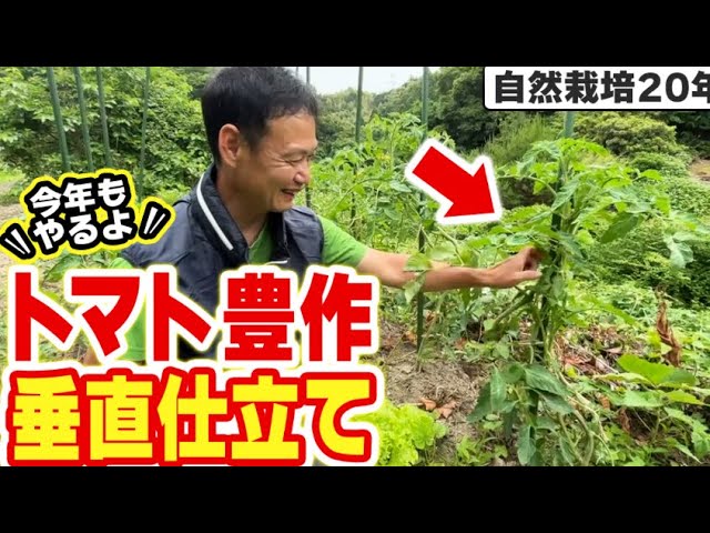トマトの垂直仕立て実践手順とポイント|自然栽培での枝の誘引と管理