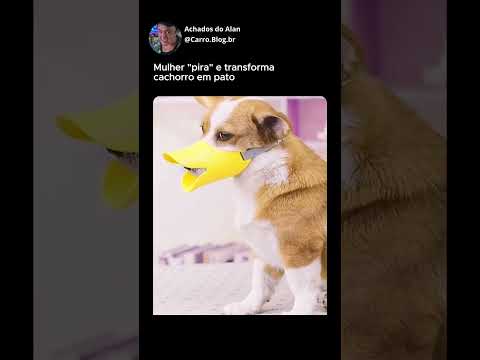 Essa me pegou de surpresa 🐶🦆#shorts #cachorro