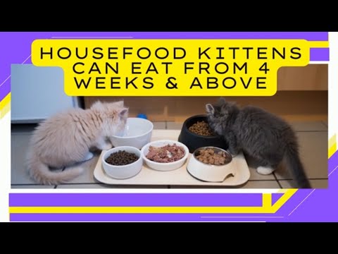 House food for kittens aged 4 weeks and beyond