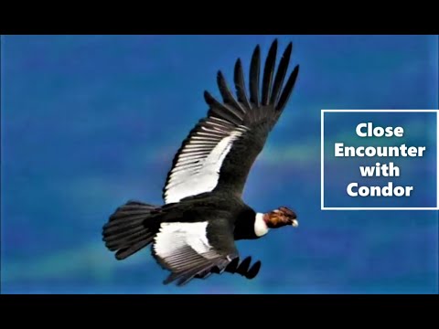 Close encounter with massive Andean Condor flying over Saint Martin Lake in Patagonia