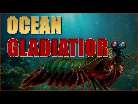 The Secret Power Hidden Inside the Mantis Shrimp