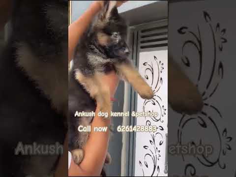 #dog #reels #viral petshop #trending # Best breed #German Shepherd #Rajnandgaon #Bemetara #Raipur