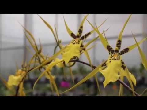 The Secret Life of Orchids – Part III: Conservation