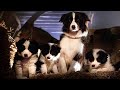 Los Lindos Cachorros Aman Al Cerdito Babe Babe El Puerquito Valiente Clip En Español