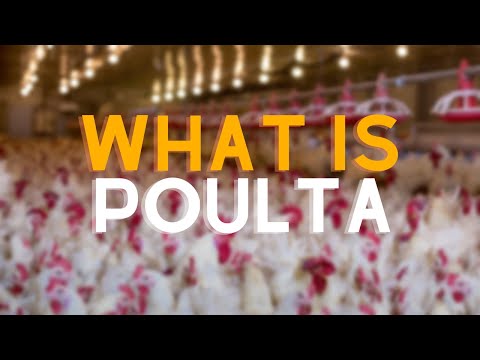 Poulta video thumbnail