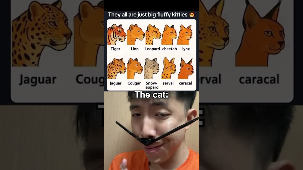 Felines also look very similar and especially cats #shorts