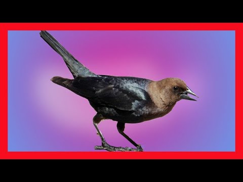 Zanášač čierny (Molothrus ater) — spev a hlas v prírode