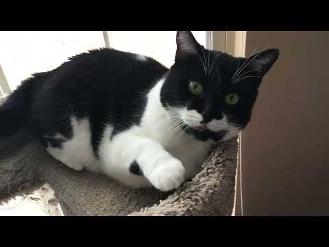 Queen Fabiola Carrington Bennett aka Fabby. Fabinski, Fab Blaster, Fabin-know, the Duchess, & Tivits