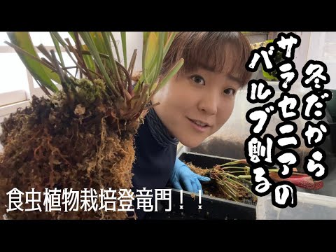 SOS Louvette: サラダを食べる白い虫を駆除するにはどうすればよいですか?  庭園