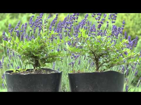 Bonsai Substrat Fibotherm Moos Testpflanzung Update 29.06.2013