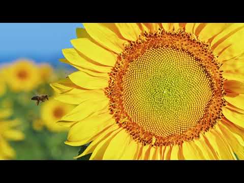Samsung QLED 4K Demo Video : Dominic Nature