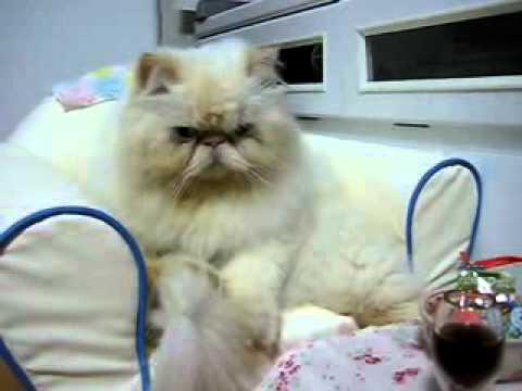 abdelilah turrialba costa rica . el rey de los gatos esta bien sentado tomando su vino