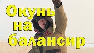 Ловля окуня зимой на чанах