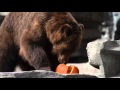 Watch Detroit Zoo Animals Play With Pumpkins And Eat Special Treats