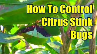 How To Control Citrus Tree Pests: How To Get Rid of Stink Bugs