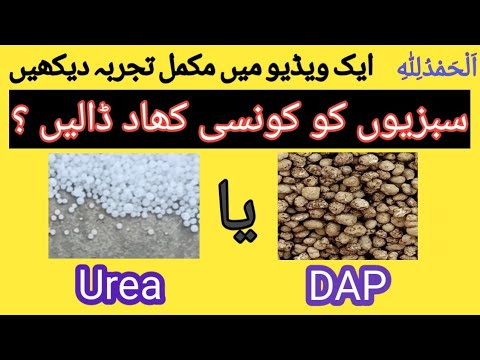 Chemical fertilizer for vegetables || Sabji ki khad || Vegetables fertilizer || Sabzio ki khad