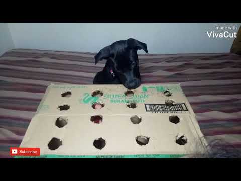 Nahla vs Hooman Hotdog Challenge