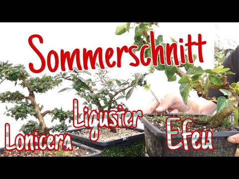 Freie Gestaltung/Kreativ beim Sommerschnitt an Efeu, Liguster und Lonicera Pre-Bonsai 2023/31