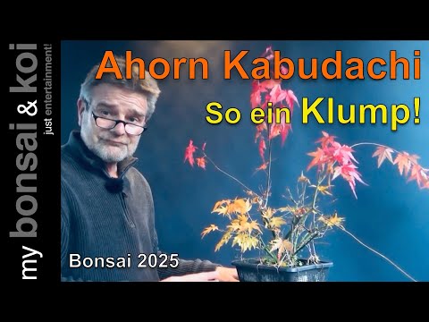 Bonsai 2025-19 - Ahorn - Kabudachi - So a Clump!!