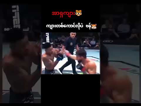 အာရှကျားဗန်🐯🐯