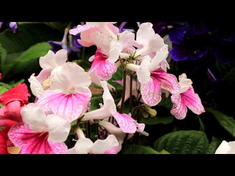 Streptocarpus Houseplants