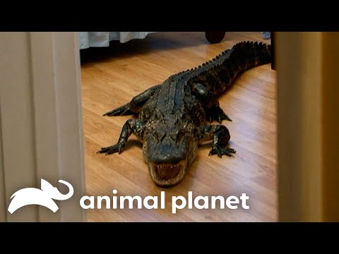 There's a Gator in the BEDROOM!! | Gator Boys | Animal Planet