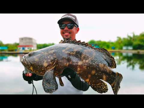 Strike Kerapu Bertubi-tubi | Fishing Buddies Fishing Pond | Shimano Stradic FL 4000XG
