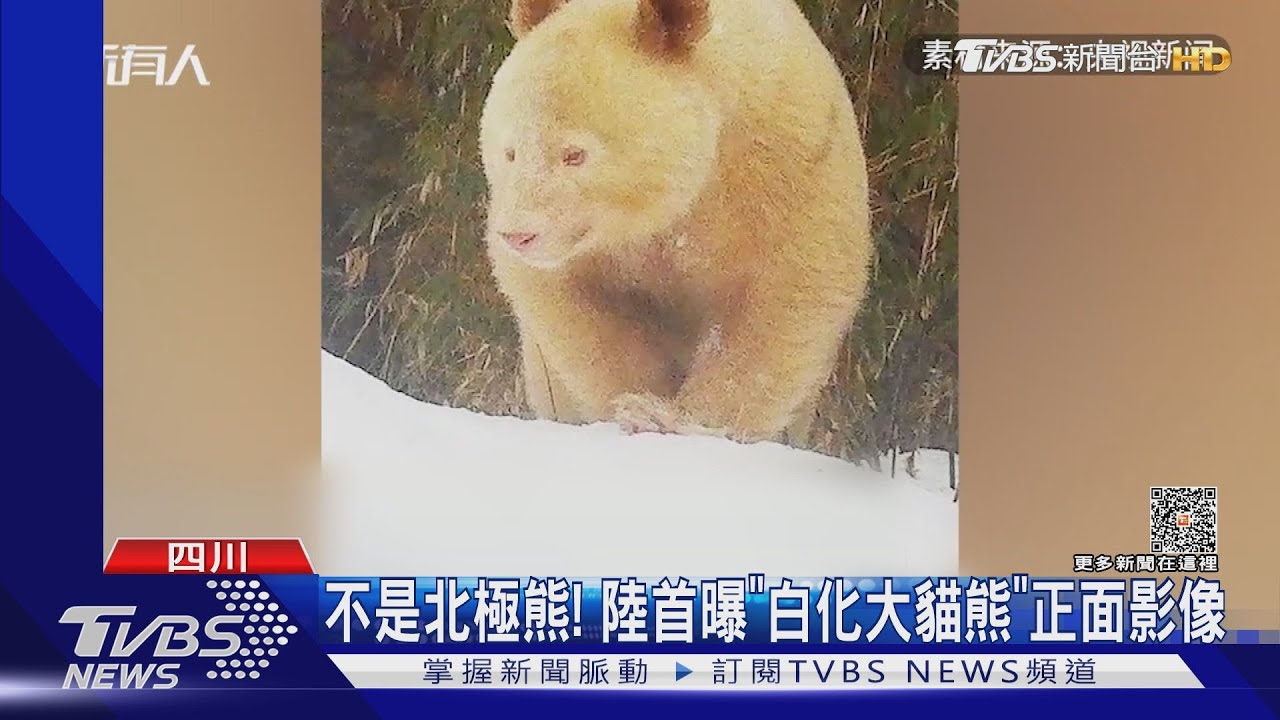 不是北極熊! 陸首曝「白化大貓熊」正面影像