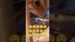 20260/4/24_55 貪吃SV #橘ひなの #橘貓 #橘猫 #貓咪日常 #cat #cute