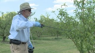 Spraying Peach Trees – Family Plot