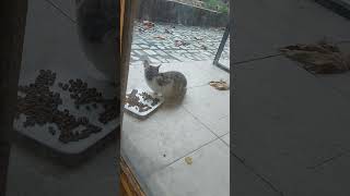 Download lagu https://youtube.com/@cuteanimals6072?si=ik5rt-V4V2IJ9bL-?sub_confirmation=1 mp3 Download lagu https://youtube.com/@cuteanimals6072?si=ik5rt-V4V2IJ9bL-?sub_confirmation=1 mp3