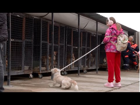 Dan otvorenih vrata u niškom azilu za pse (TVKCN 24.02.2024)
