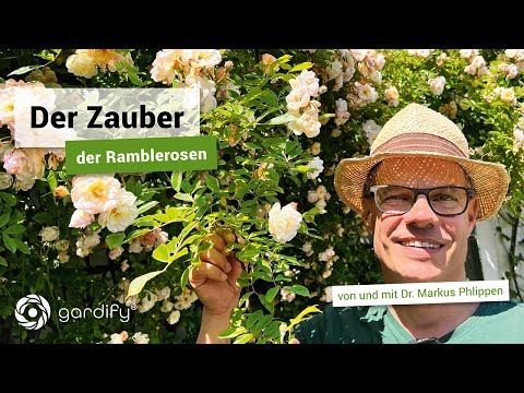 Gartengestaltung mit der Ramblerrose: Ghislaine de Féligonde | gardify Tipps