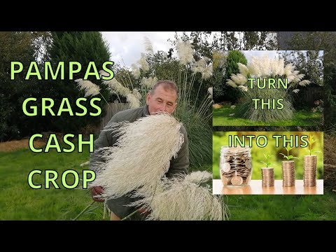 Pampas Grass Cash Crop TURN PLANTS INTO CASH
