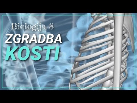 kosti4: Zgradba kosti [BIO8]