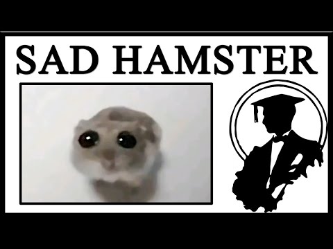 Why Is The Sad Hamster So Sad?