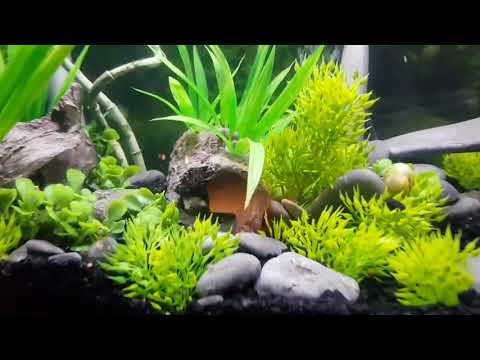 Awesome Betta Fish Tank Tour and Natural Setup Ideas
