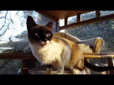 Nalani V2 Katzenhoffnung