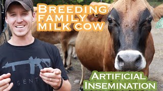 How to Breed Milk Cow by Artificial Insemination | Process and Cost Breakdown on Small Homestead