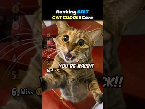 Ranking BEST CUDDLY CAT Core Moments!! 🐱🧸