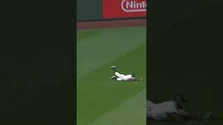 Randy Arozarena goes full Superman to make this grab ????