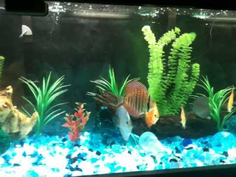 Discus fish tank setup