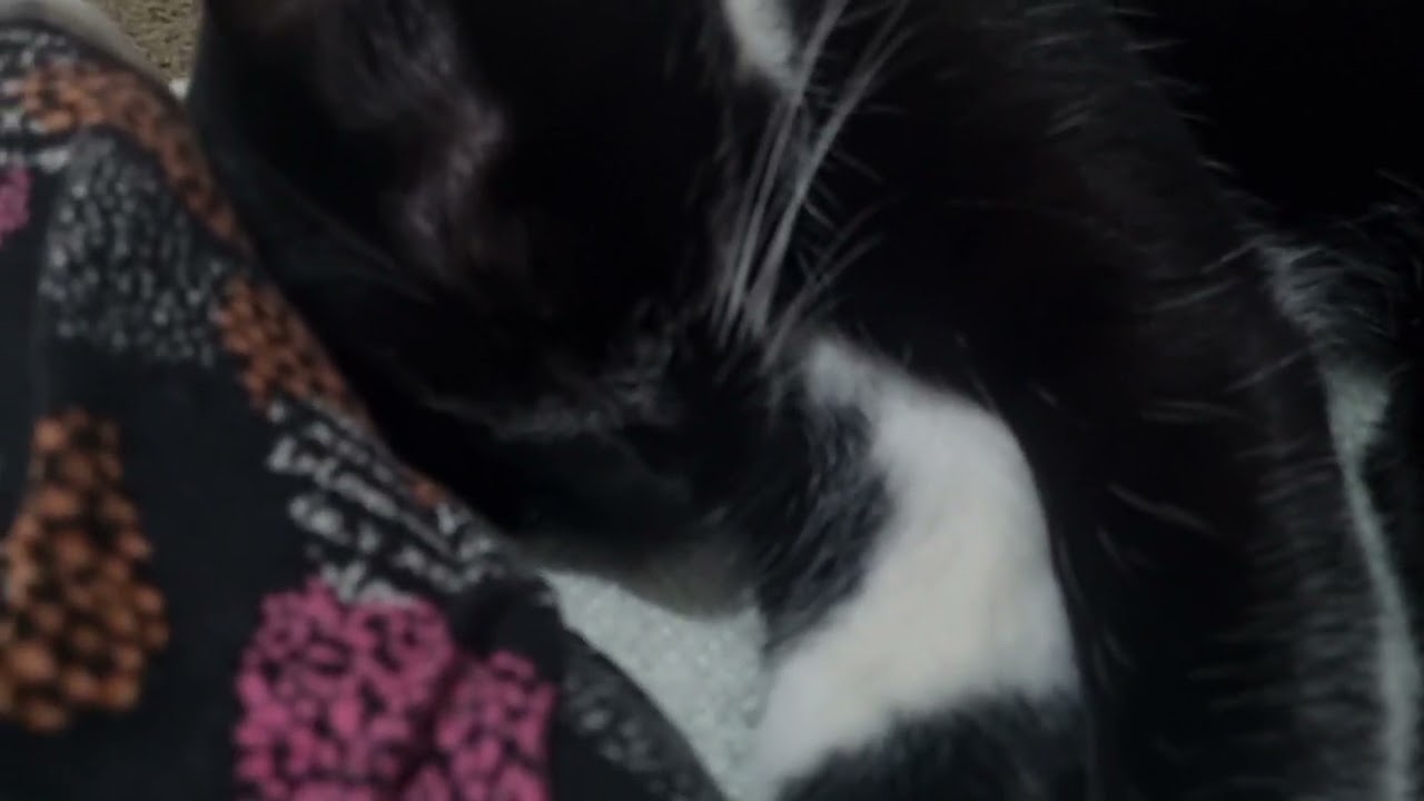 Gato raça SRD-ViraLata idade 2 anos nome Maria Clara 